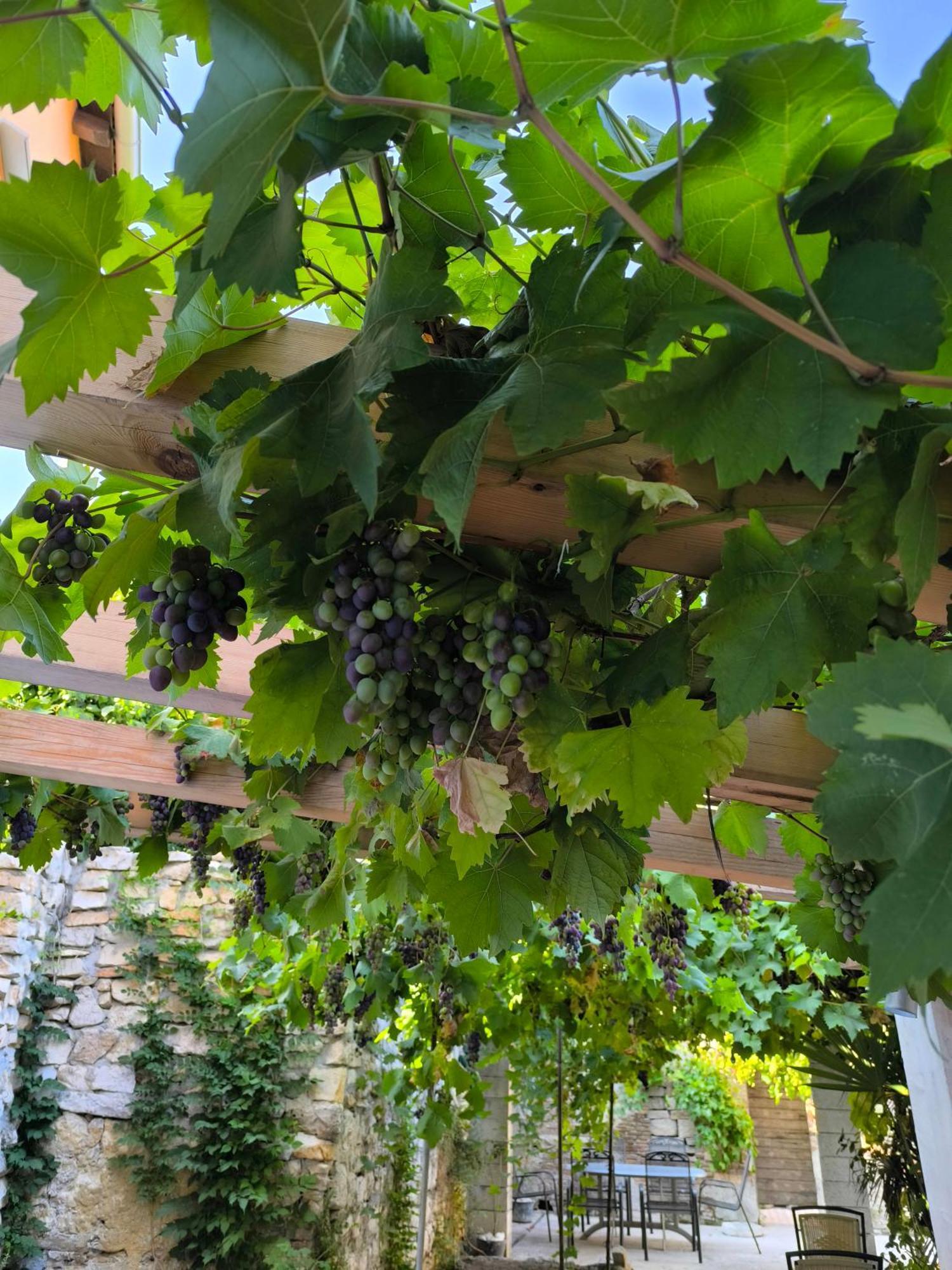 ロヴィニCasa Di Marko 105 M2 Gardenアパートメント エクステリア 写真